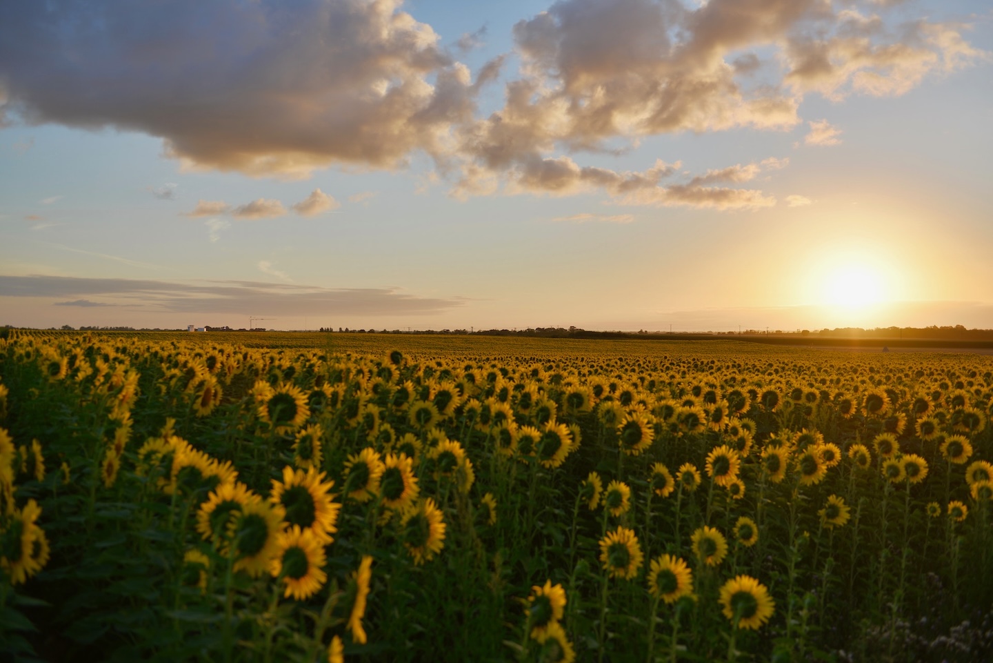Sunflowers at sun rise